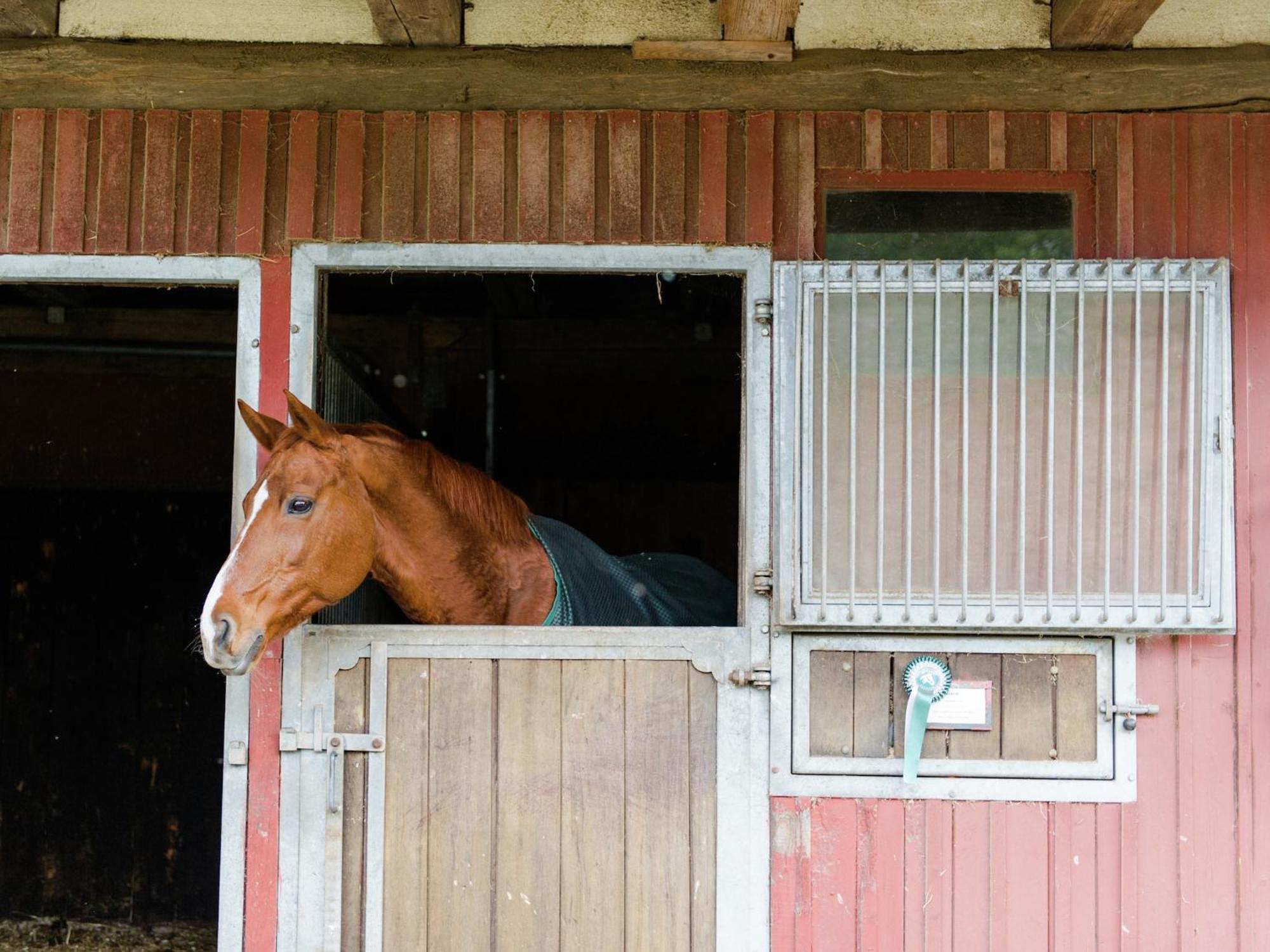 Cozy Holiday Home On A Horse Farm In The L Neburg Heath Eschede Exterior foto