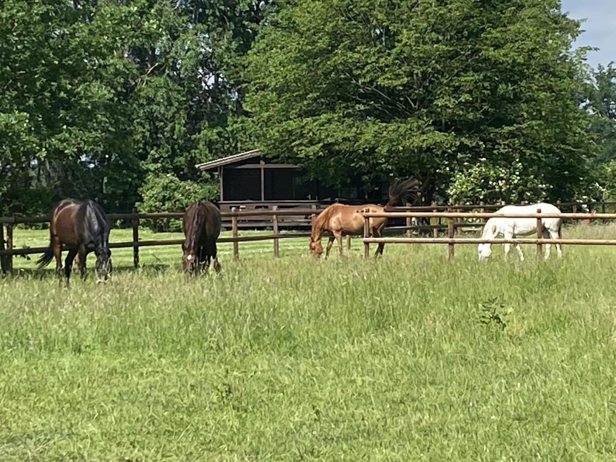 Cozy Holiday Home On A Horse Farm In The L Neburg Heath Eschede Exterior foto